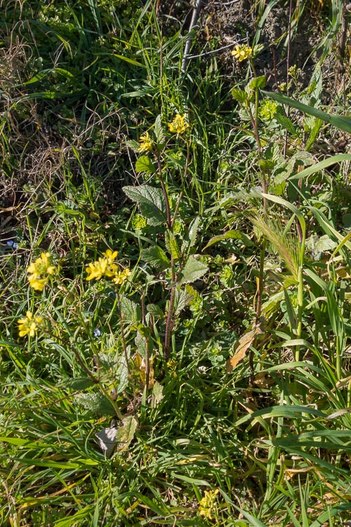 Sinapis arvensis?  Forse...